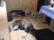 Die Hunde sind kaputt