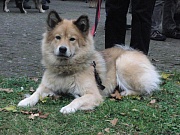 Dina