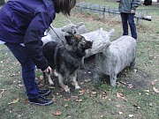 Chessy sucht 