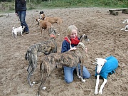 Im Hundefreilauf