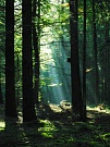 Ein verwunschener Wald