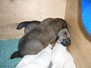 Jago und Eywa