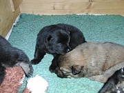 Jomiko und Jago