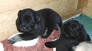 Jim und Jomiko