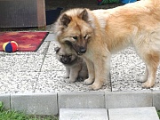 Newa und Eywa