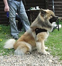 Hugo