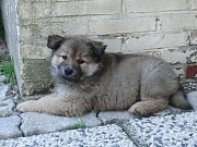 Jago