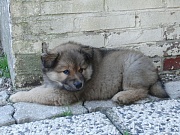 Jago