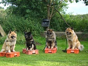 Aslan, Cuba, Freddy, Fenris
