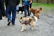 Auch andere Hunde tummeln sich im Hundewald
