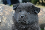Luca