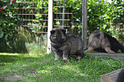 Nuri-Maya