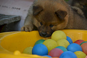 Nanuk