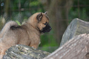 Nala
