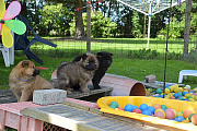 Nanuk, Niró und Nika