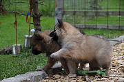 Nala und Nayeli