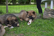 Nuri-Maya und Nala