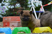 Nala