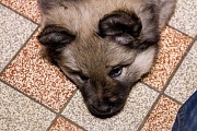 Miina