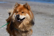 Rudi