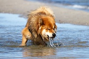 Rudi als Wasserspeier