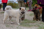 Uriella v. Traventhal (Yelly) mit Pixie-Frisur