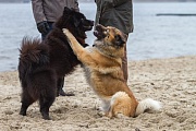 Koda und Cooky