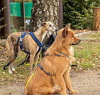 Tante Ginger und Maris Stella