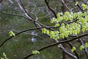 Eurasierspaziergang am 6.5.17 im Langenberger Forst