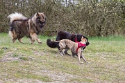 Tajo, Piri und Ginger