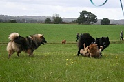 Tajo