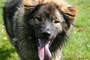 Lenya