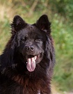 Koda