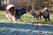 Nala kommt dazu