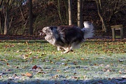 Nala flitzt wie der Wind