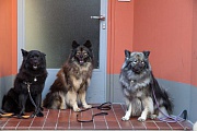 Die drei erwachsenen Eurasier