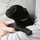 Lasse 