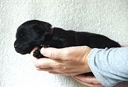 Hündin lila