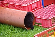 Hinten rein