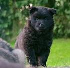 Liva