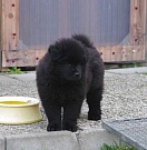 Lasse
