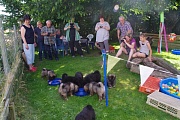 Raubtierfütterung