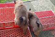 Marty und Naaja