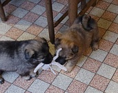 Mozart und Stella