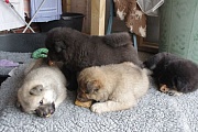 Eywa, Jomiko und Jago