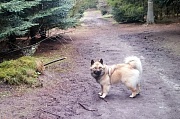 Kouba