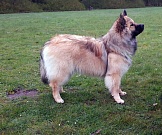 Kouba