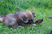 Kouba