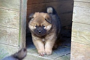 Kouba