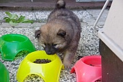 Keiko